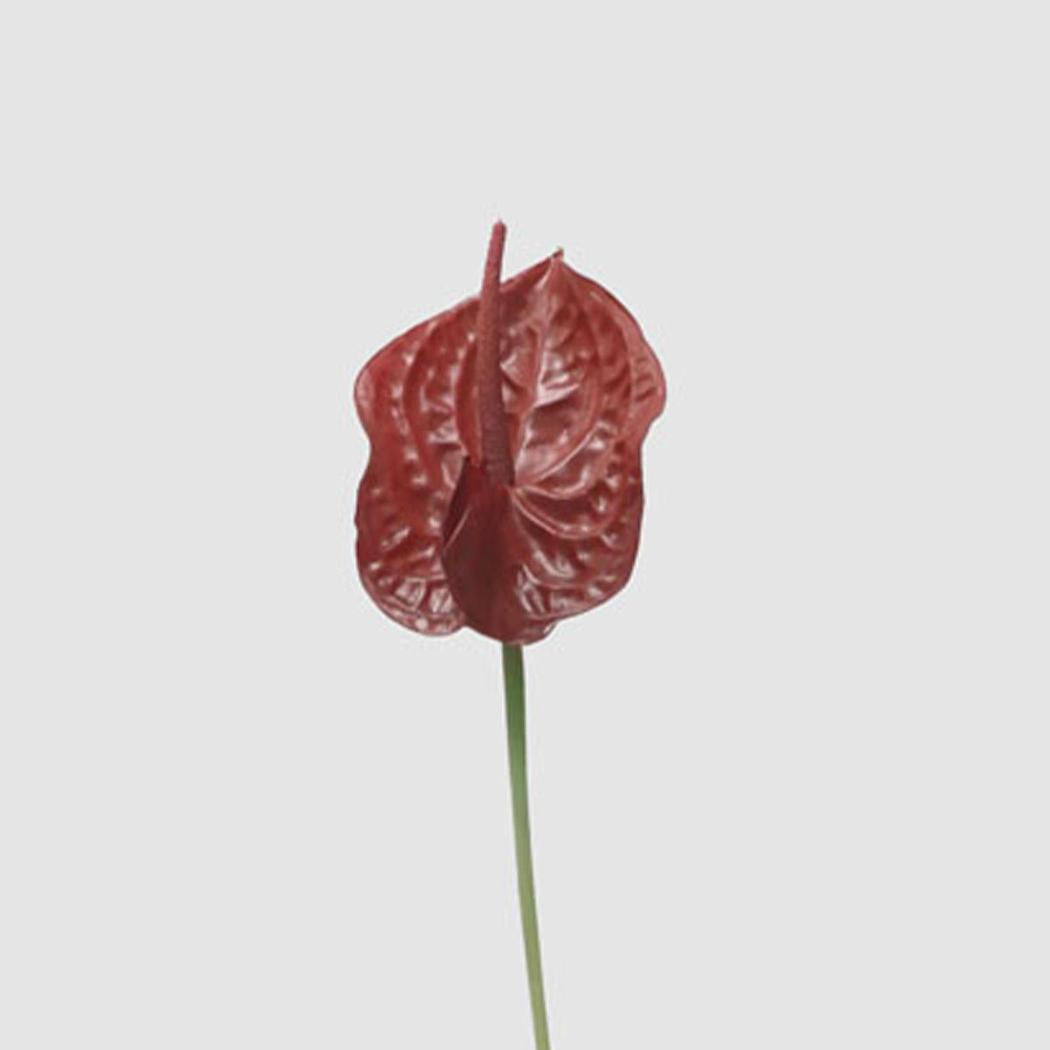 Anthurium Lily Real Touch Burgundy