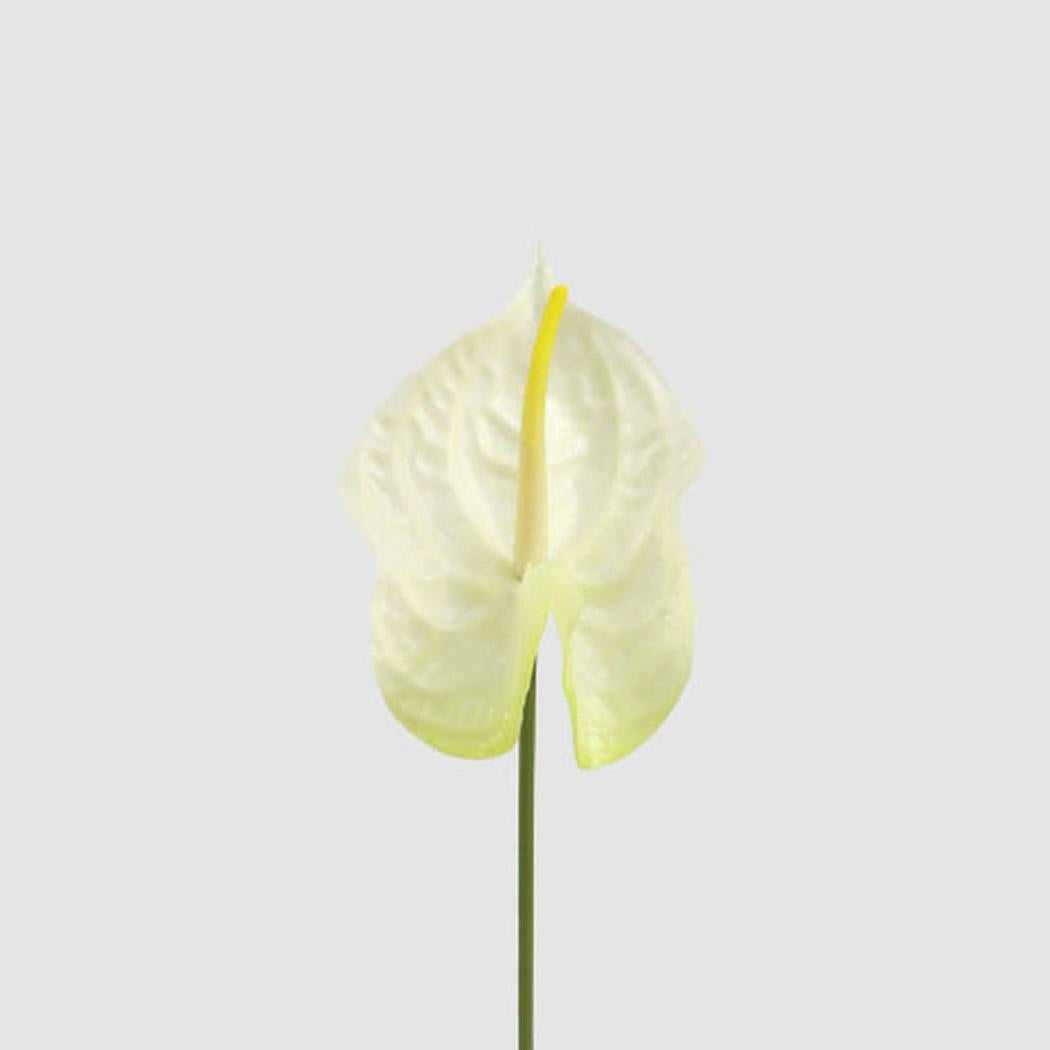 Anthurium Lily Real Touch White