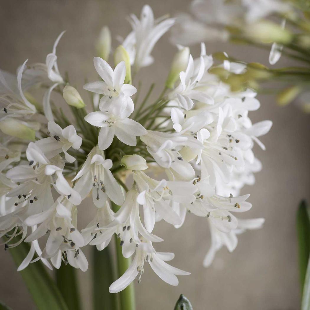 Agapanthus in Paper Pot White