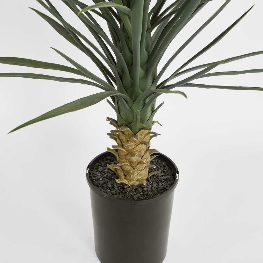 Yucca rostrata in pot