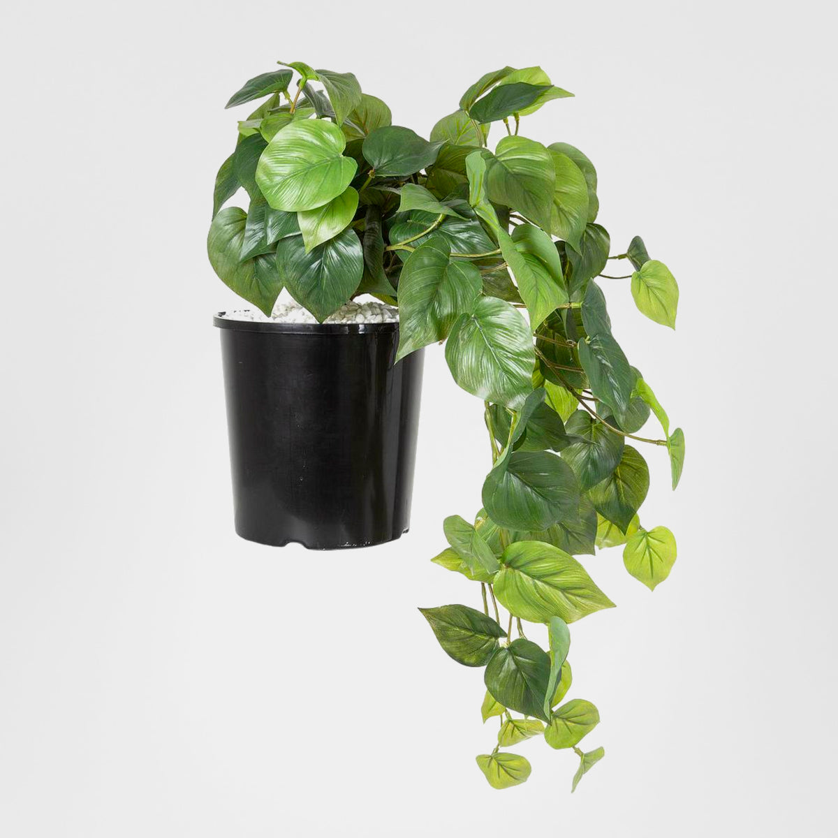 Philo Hanging Bush in Pot 40cm