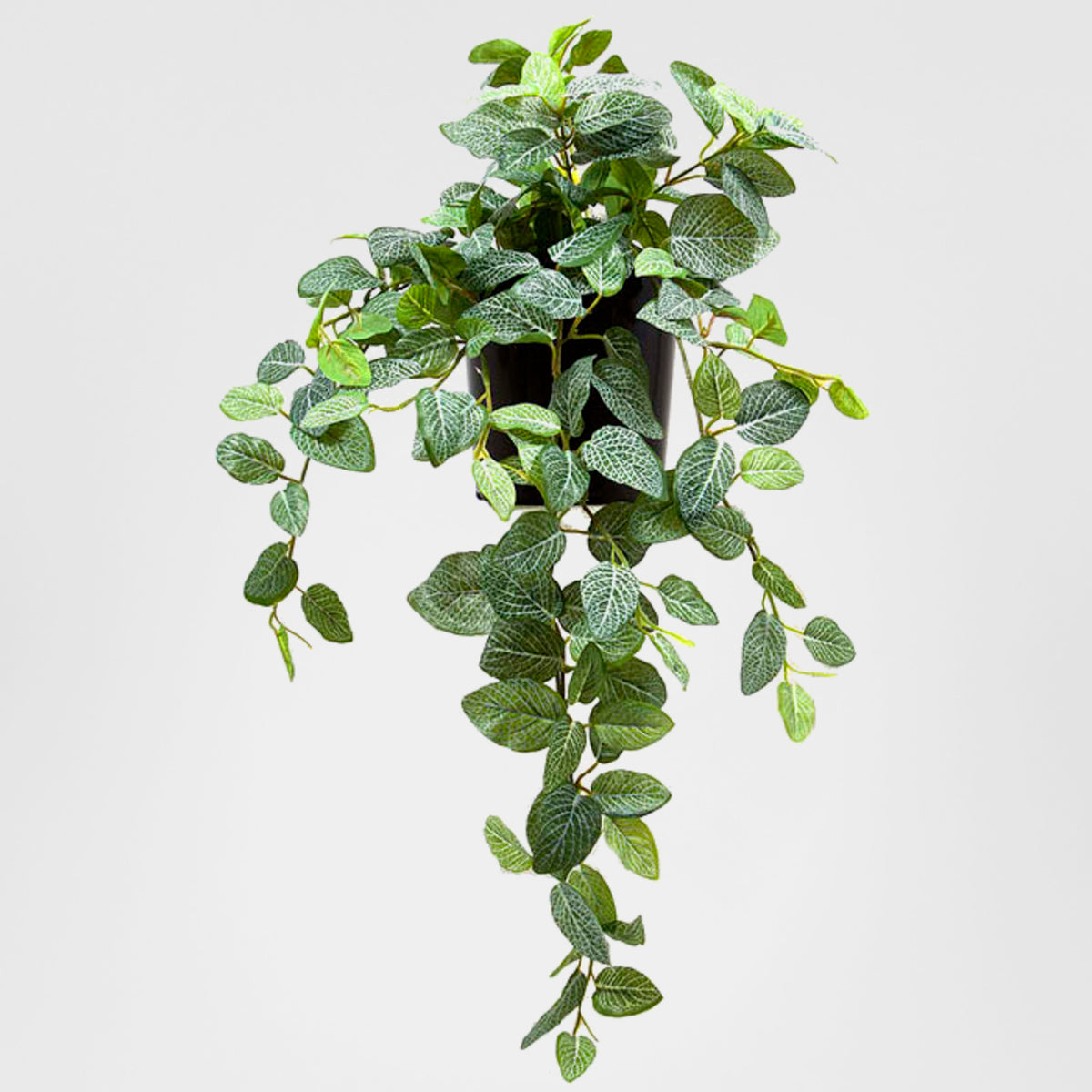 Peperoni Hanging Bush in Pot 40cm