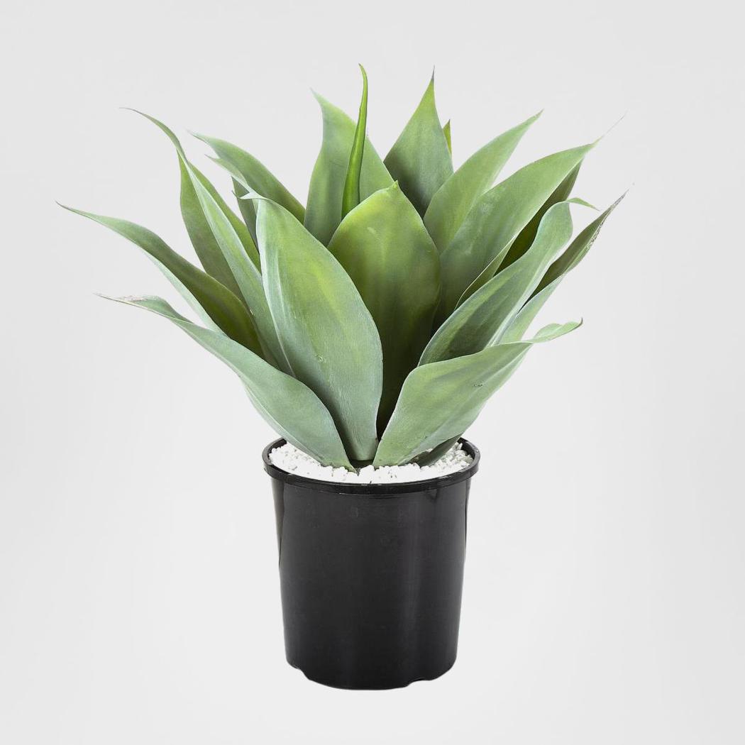 Agave Bush 54cm Light Green