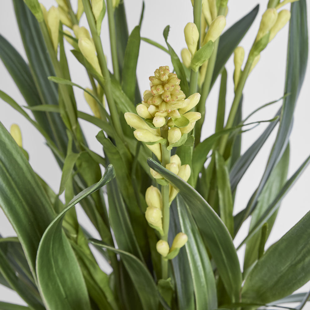 Tahlia Arrangement Olive