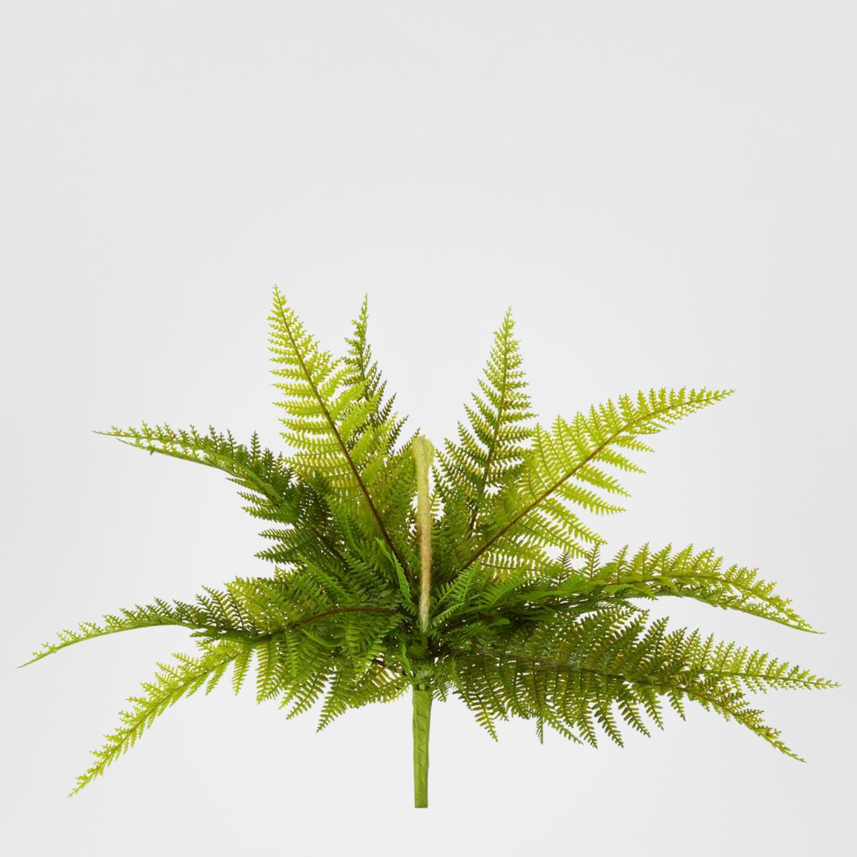 Boston Fern Bush 40cm