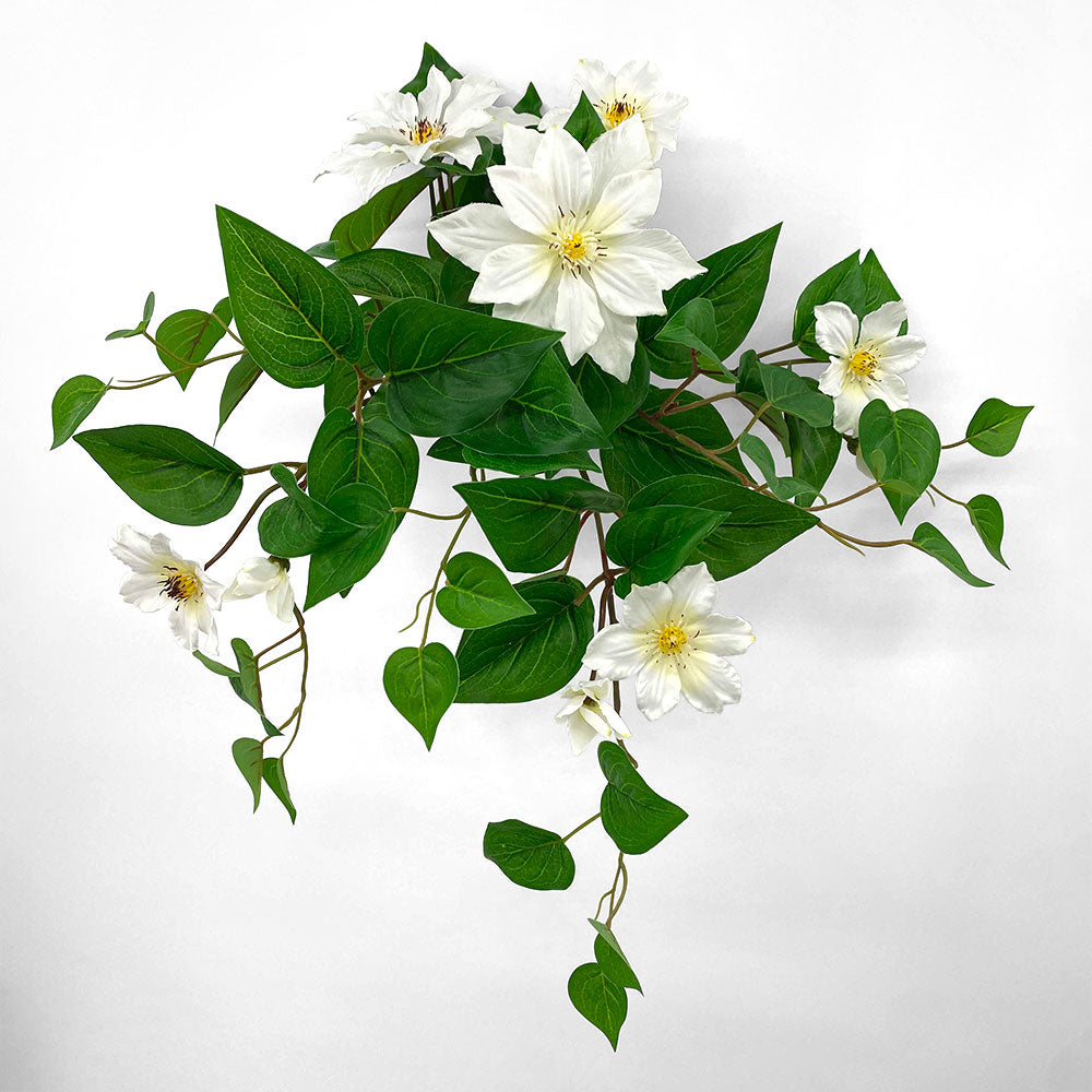 UV Trailing Clematis Bush White