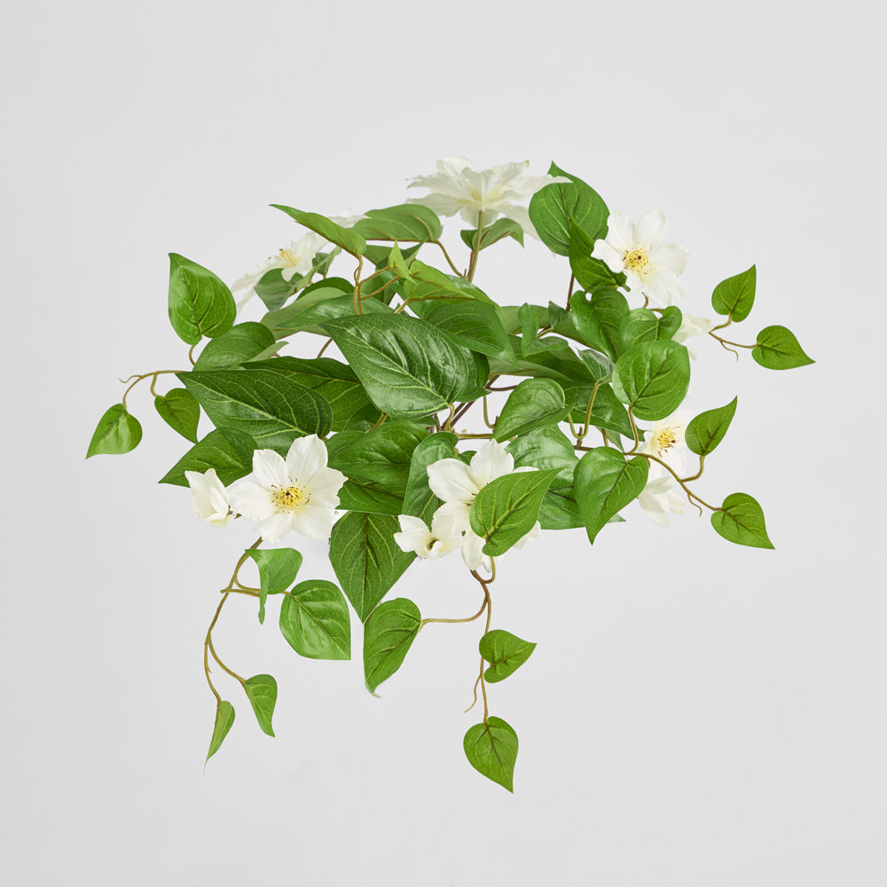 Trailing Clematis Bush White UV Coated