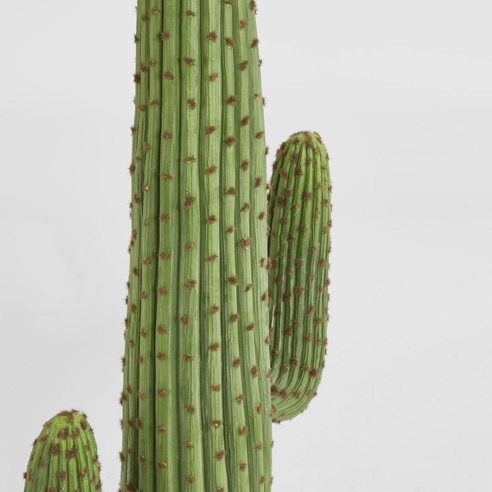 Cereus Cactus in Black Pot 147cm