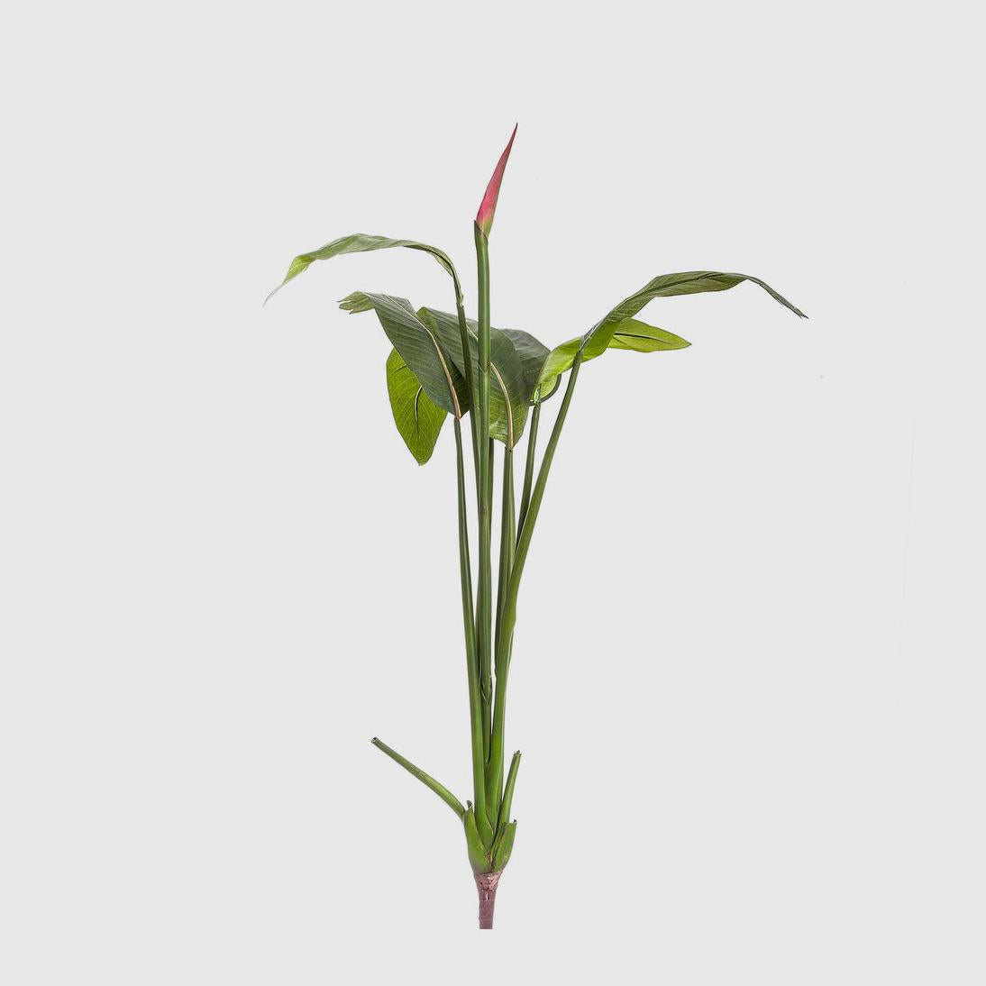 Bird of Paradise Bud 1.37m