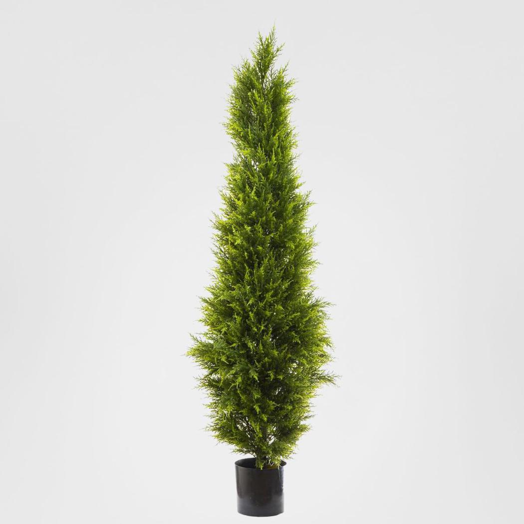 Cypress Pine 1.8m
