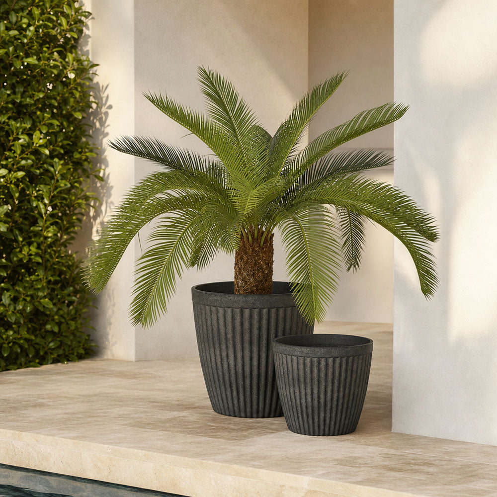 Cycad Palm 80cm