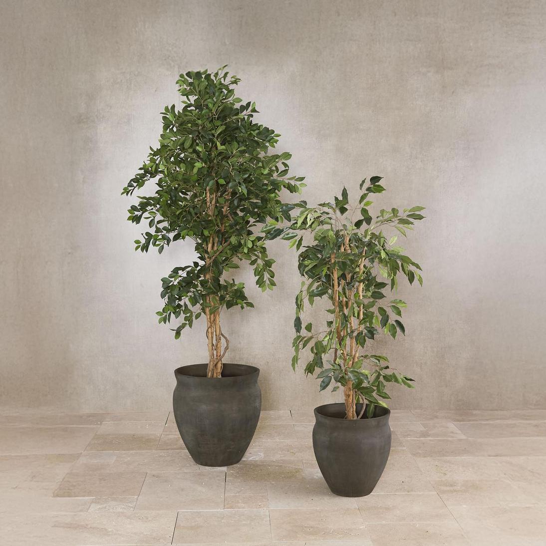 Ficus 1.2m