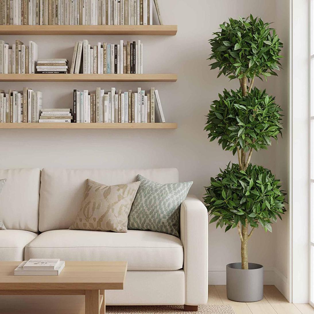 Sweet Bay Triple Ball Tree 1.7m