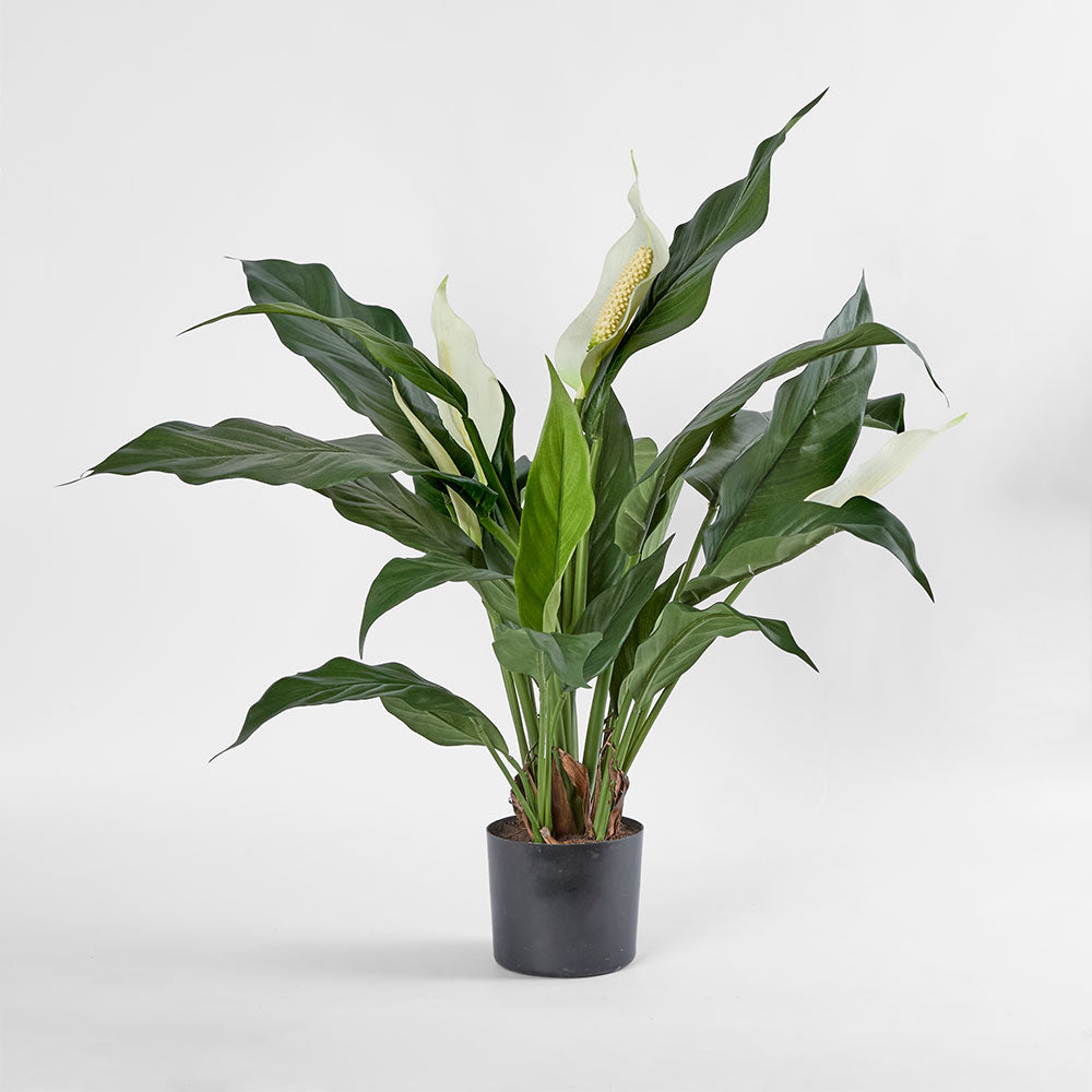 lily white opening hours Spathiphyllum Lily White 63cm – Florabelle Living