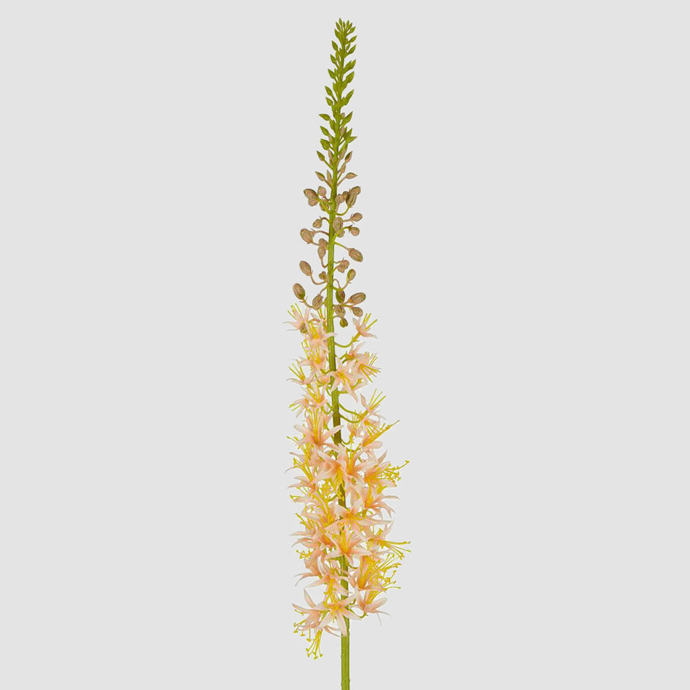 Eremurus Foxtail Stem 107cm Peach