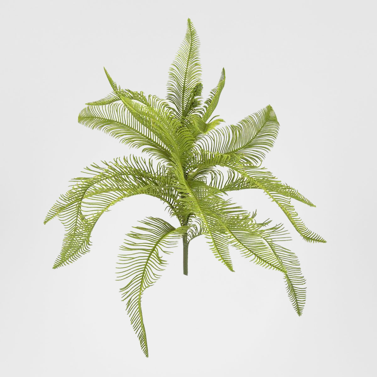 Fern Feather Bush 50cm