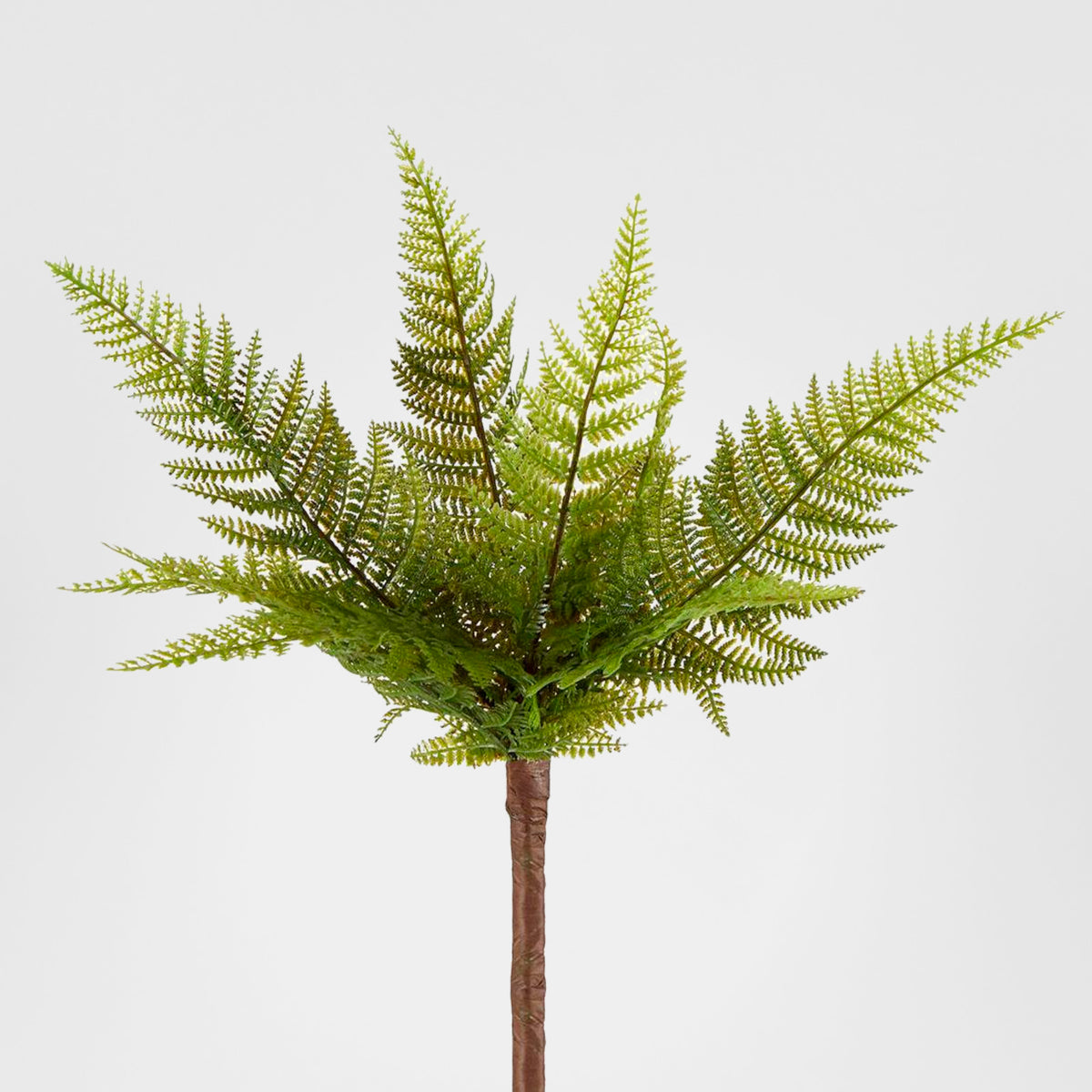 Small Native Fern Green