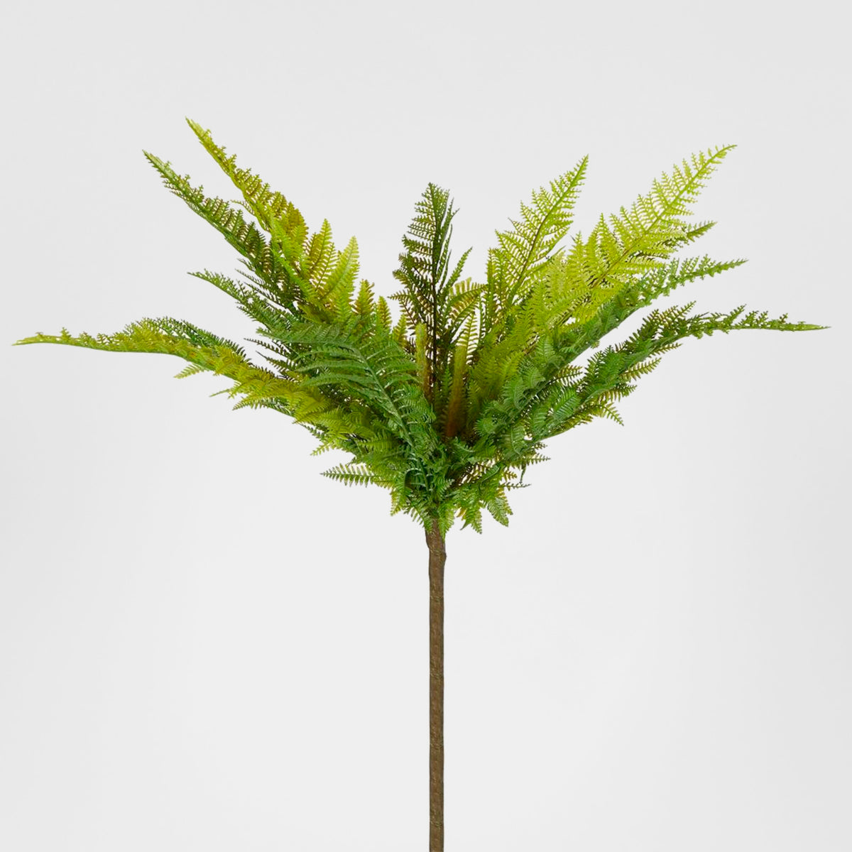 Native Fern Green