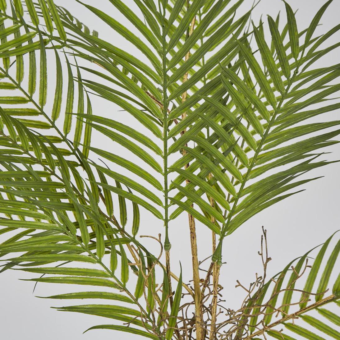 Fern Root Spray