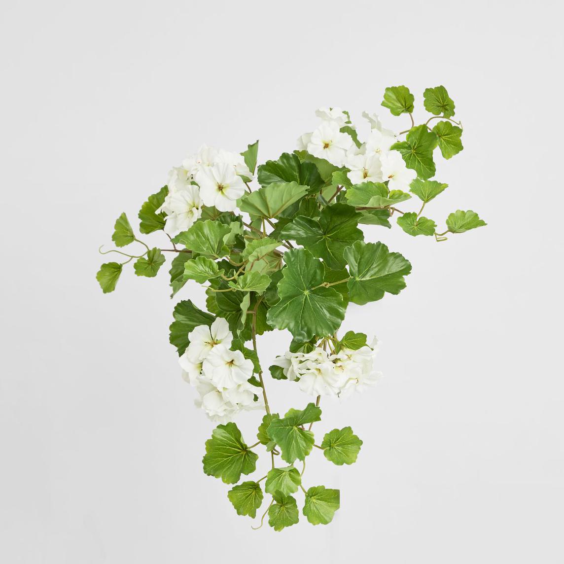 Trailing Geranium Bush White UV Coated