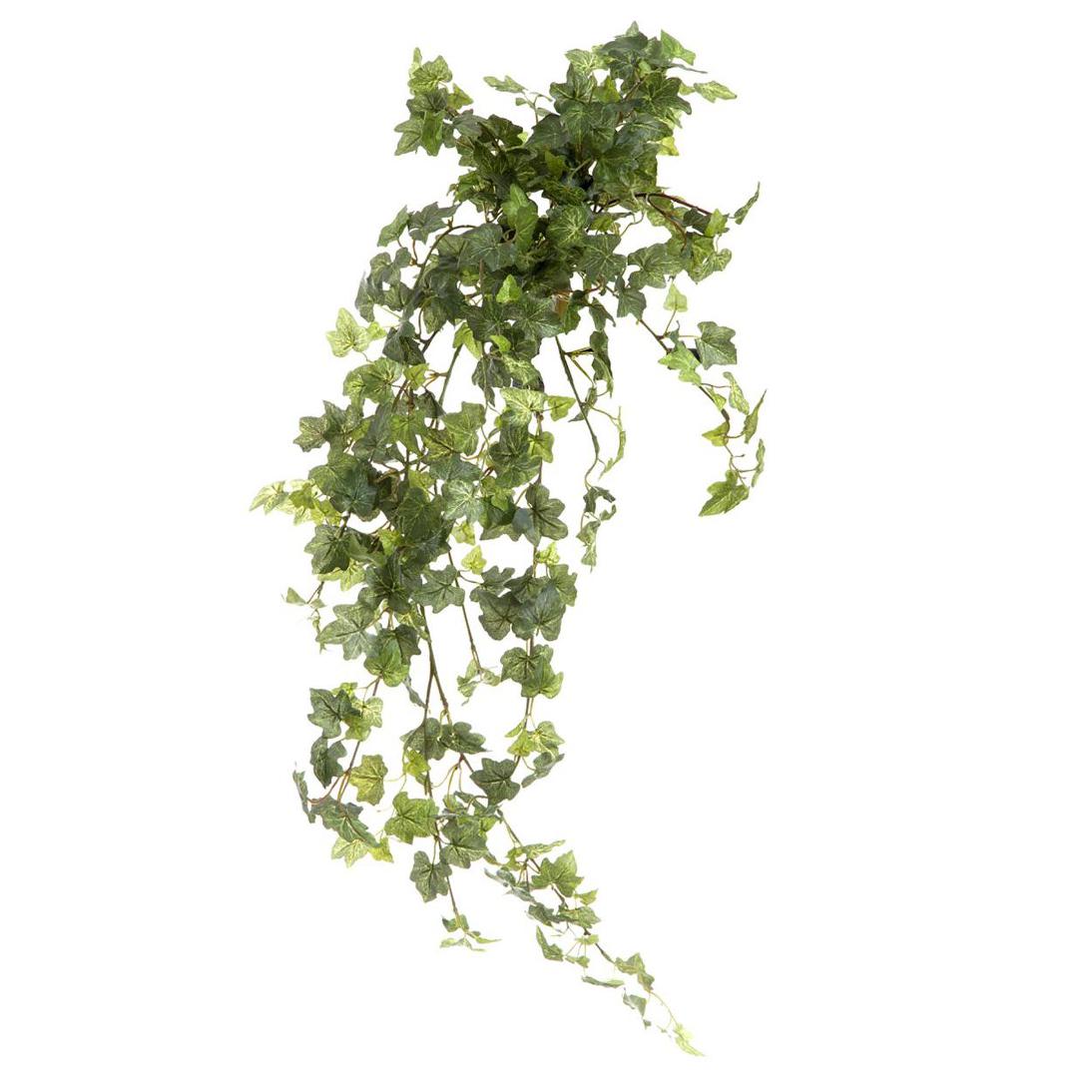 Ivy Bush Hanging Vine 85cm