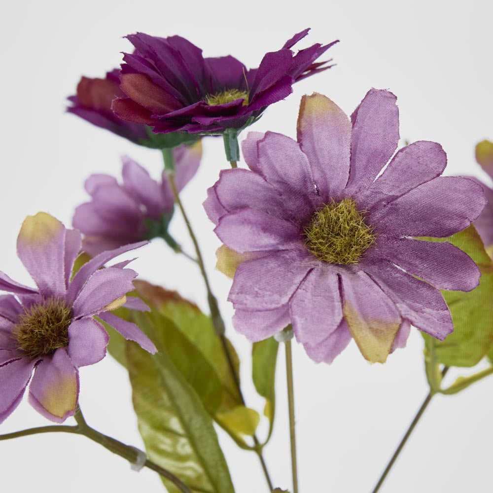 Daisy Bush Assorted