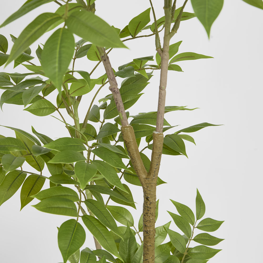 Japanese Lacquer Tree