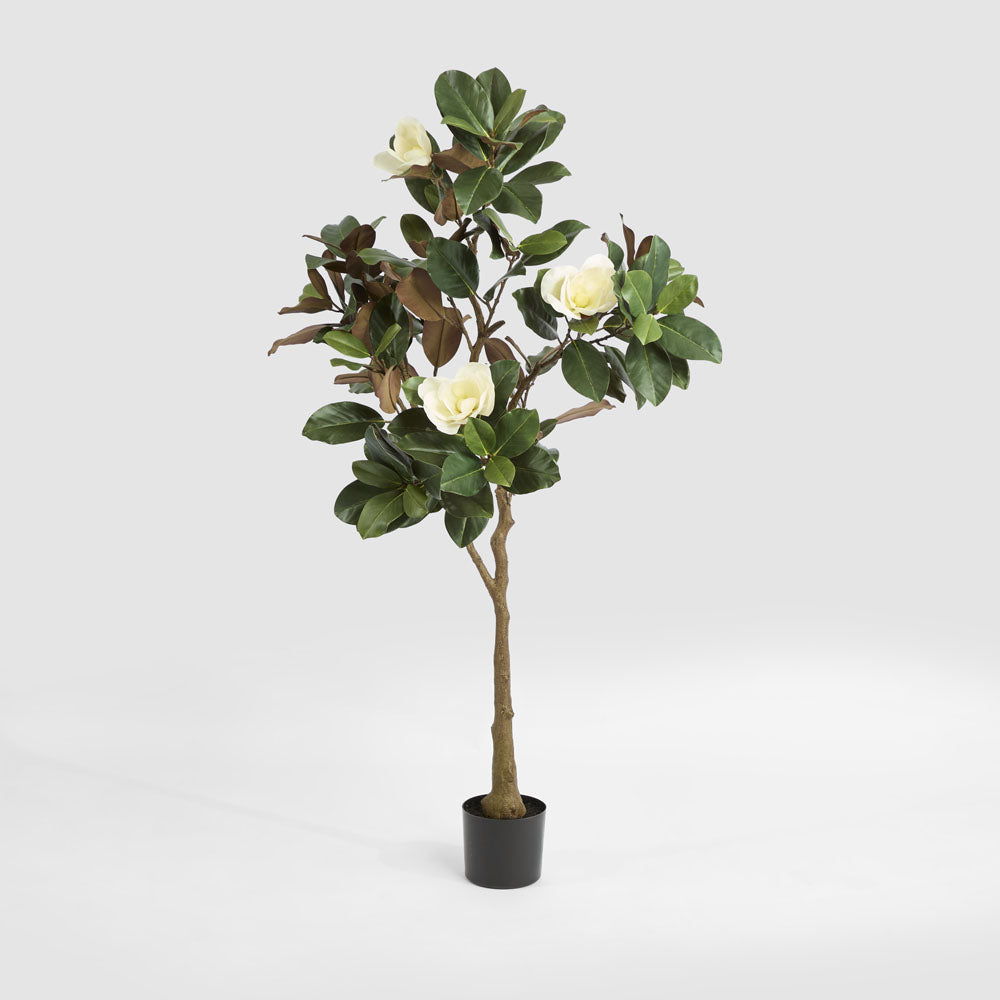 Potted Magnolia Tree 160cm – Florabelle Living