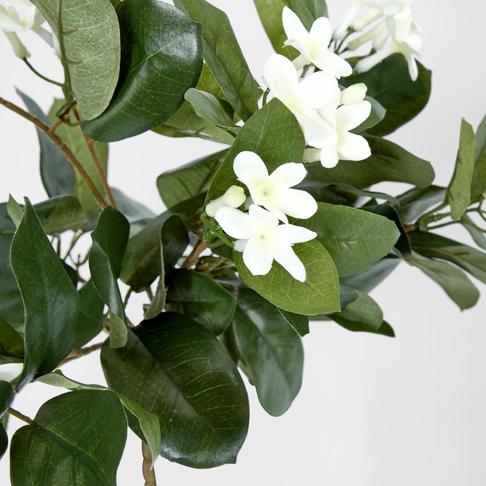 Hanging Stepahnotis Bush x 9 with 162 leaves