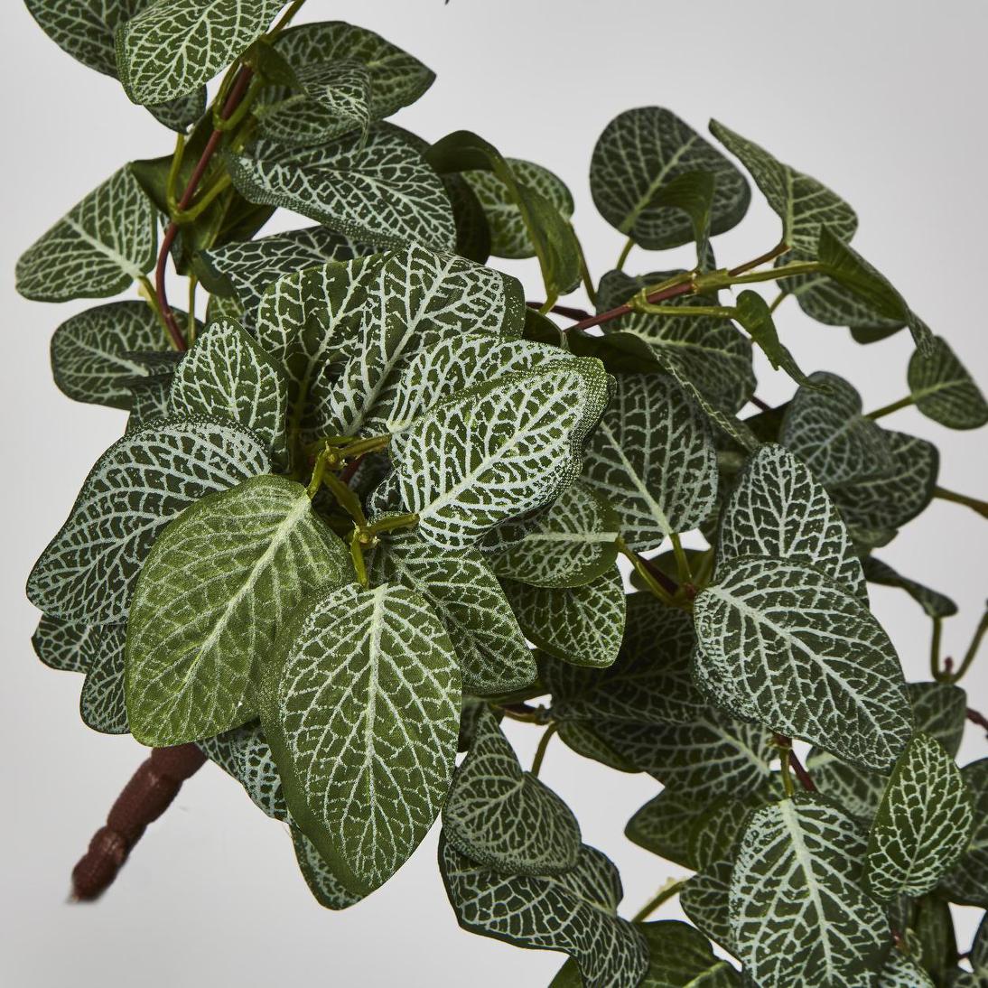 Fittonia Hanging Bush