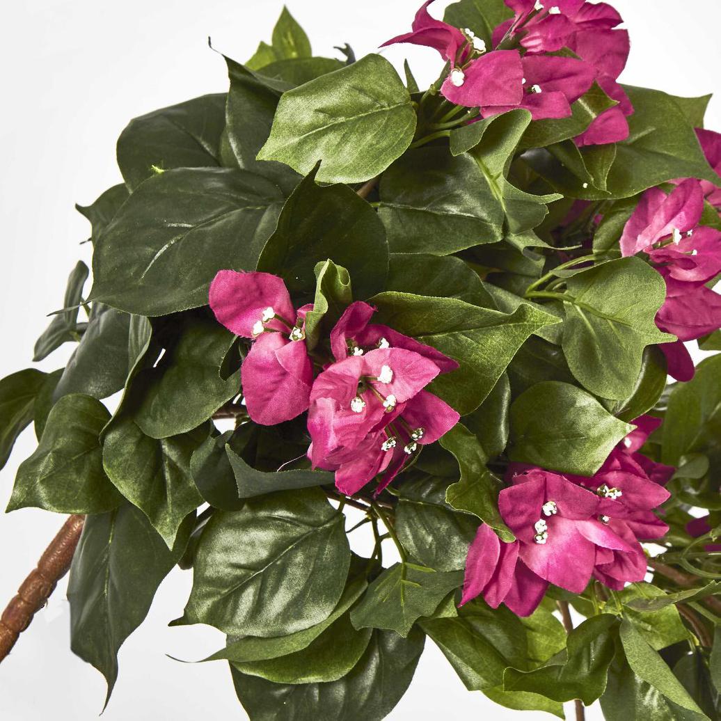 Bougainviilea Hanging Bush