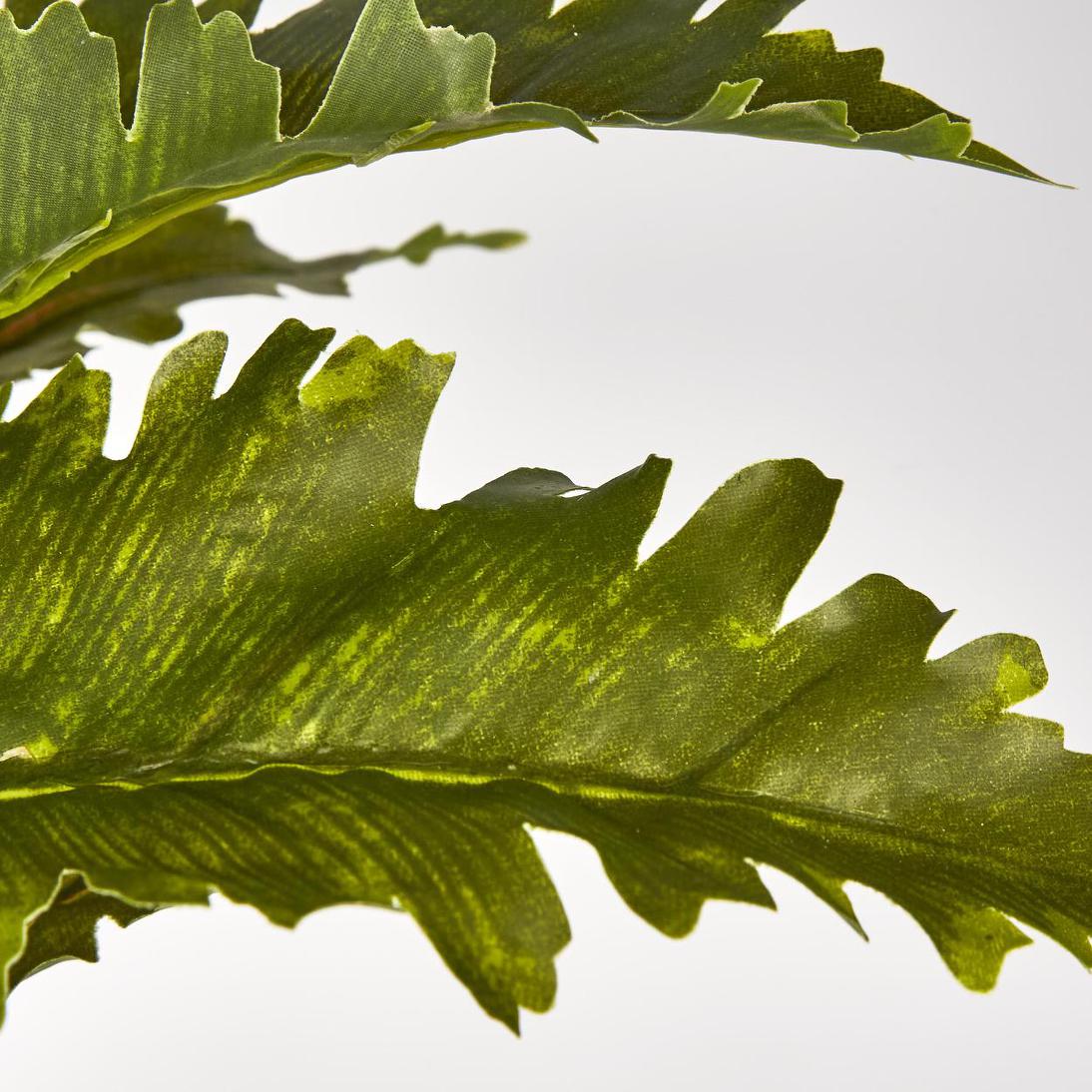 Margarintum Fern Bush 24lvs