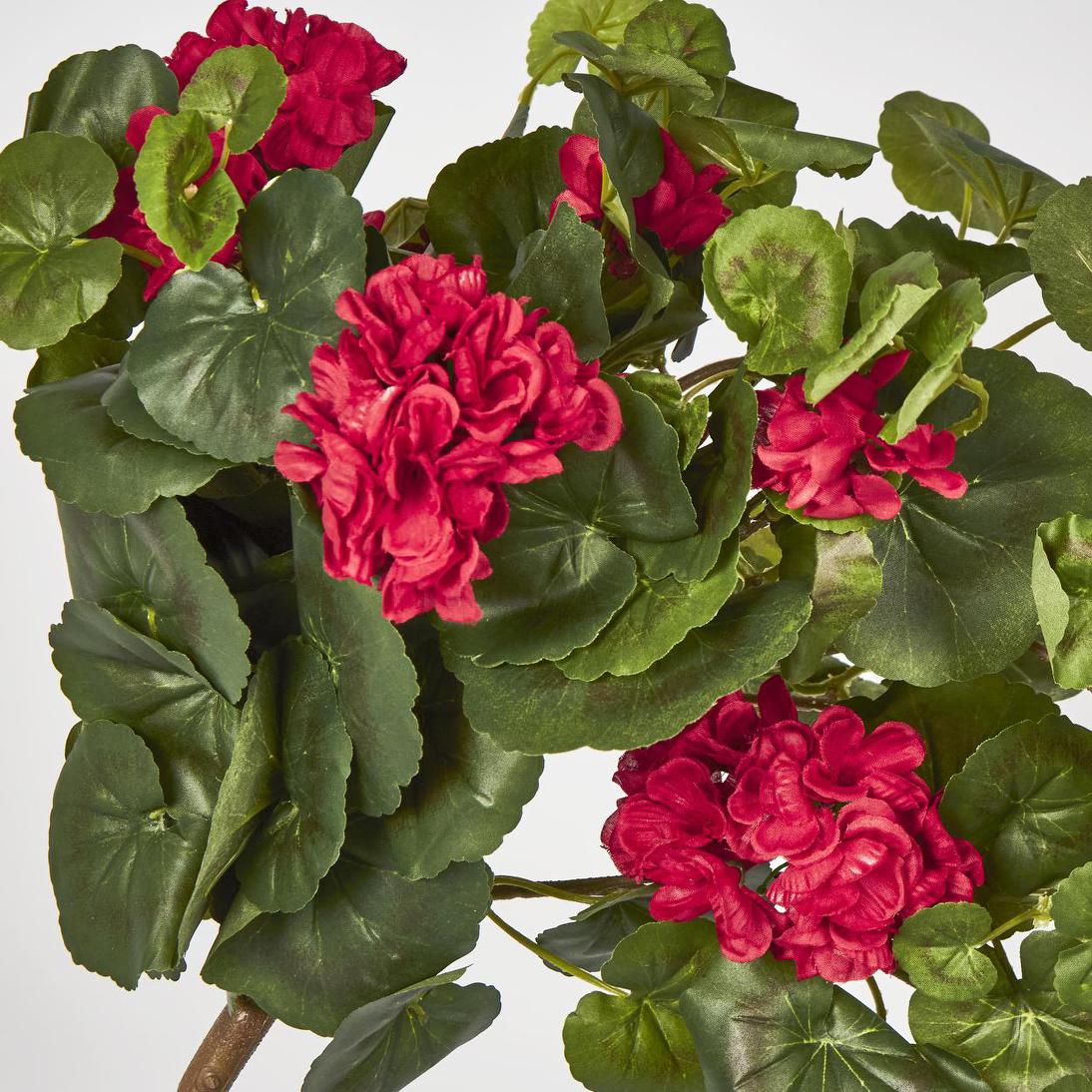 Red Hanging Geranium Bush x 9