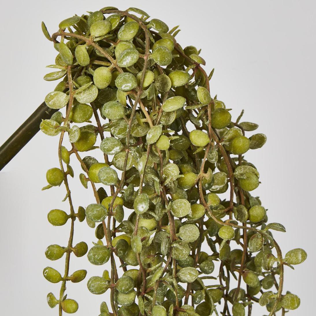 Hanging Button Fern Vine 56cm