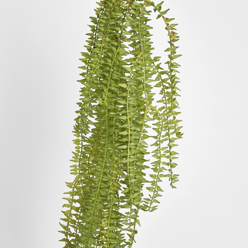Hanging Huperzia Vine