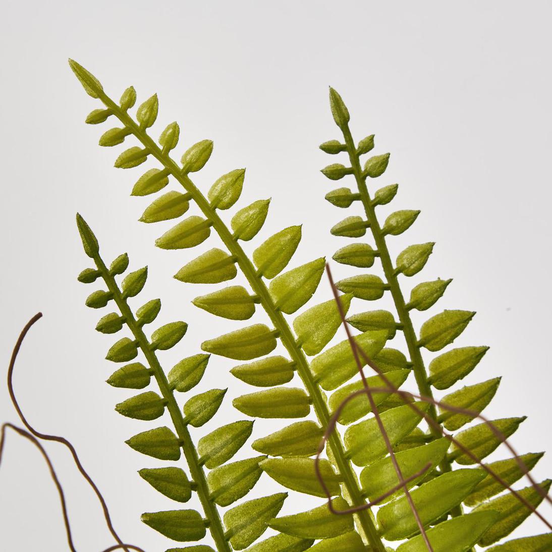 Potted Fern 28cm