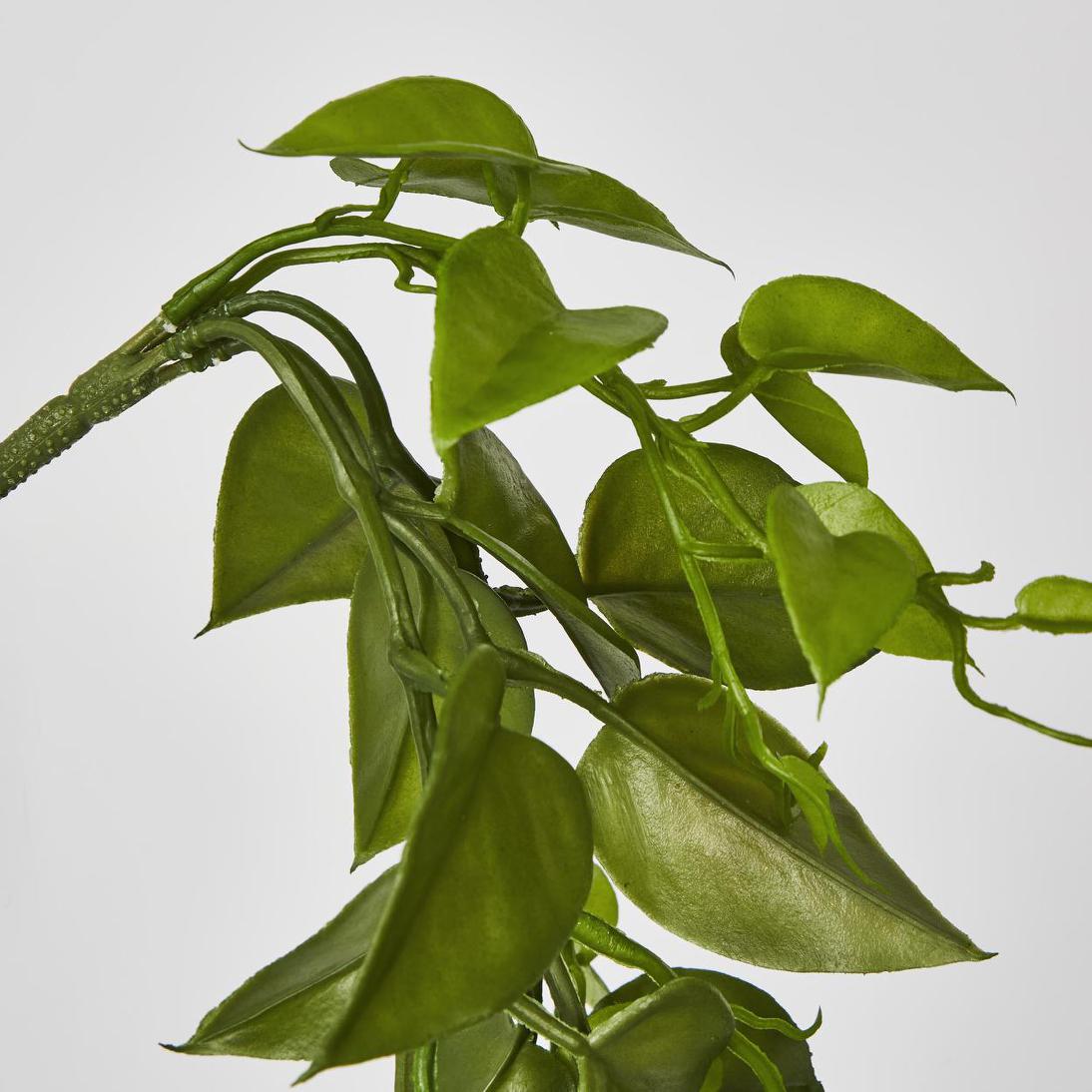 Hanging Philo Vine 76cm