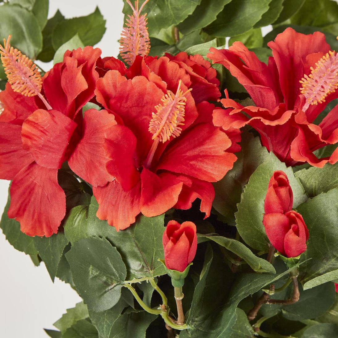 Red Hibiscus Bush with 10 flowers