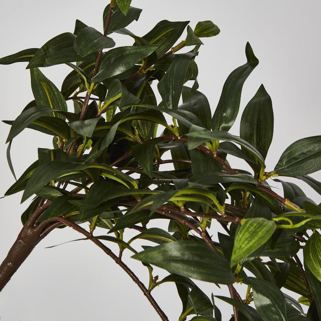 Japanese Bamboo Hanging Bush Green