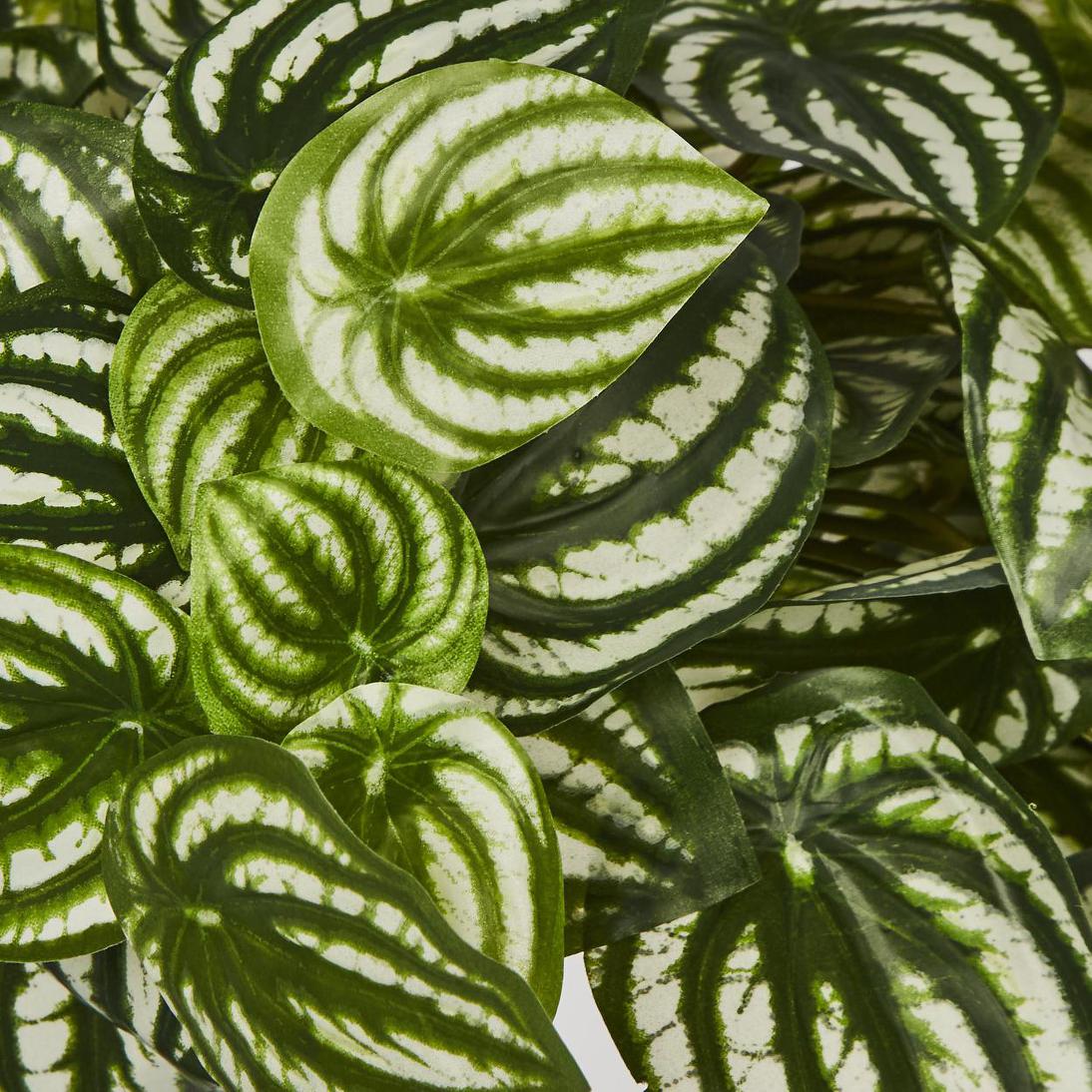 Green White Watermelon Peperomia Hanging Bush 108 Leaves