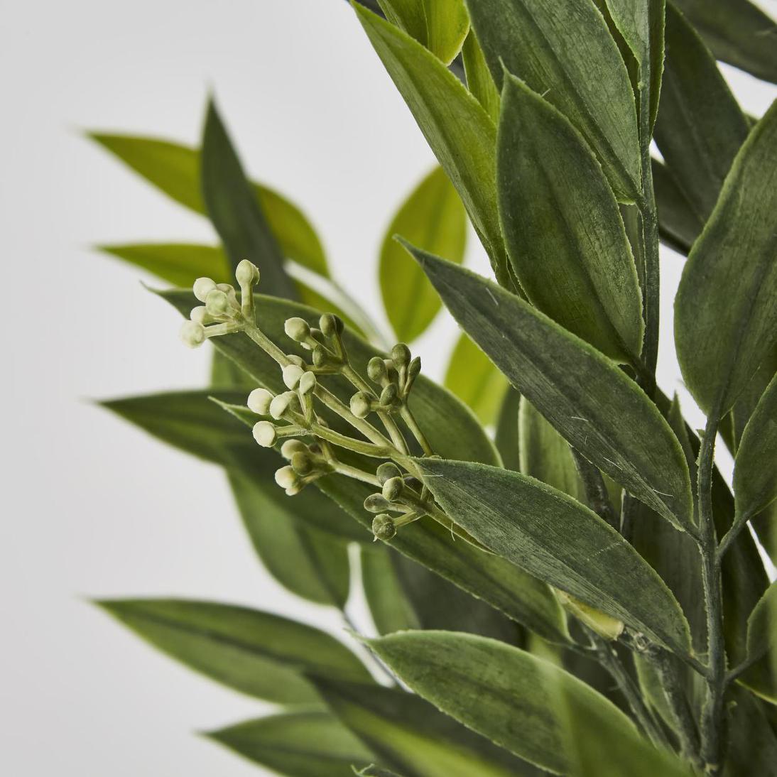 Green Ruscus Bush