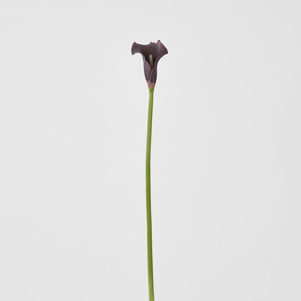 Calla Lily Purple