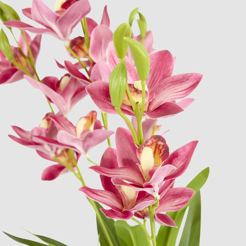 Cymbidium Spray With Leaves Dark Pink