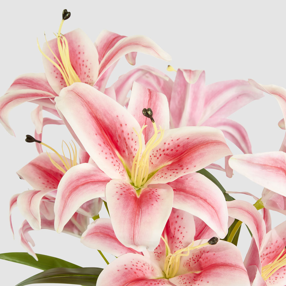 Casablanca Lily Bunch Pink