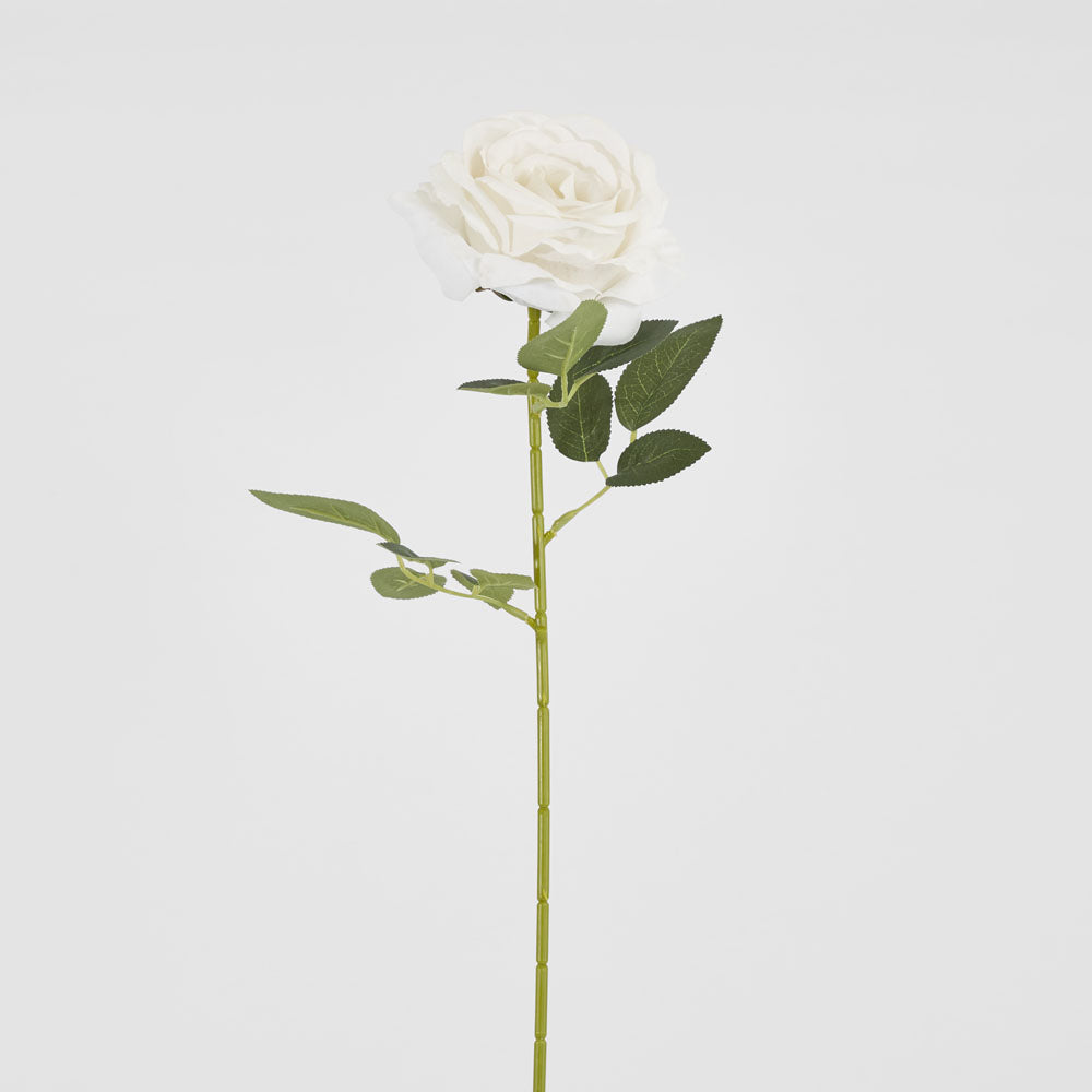 Garden Rose Stem White
