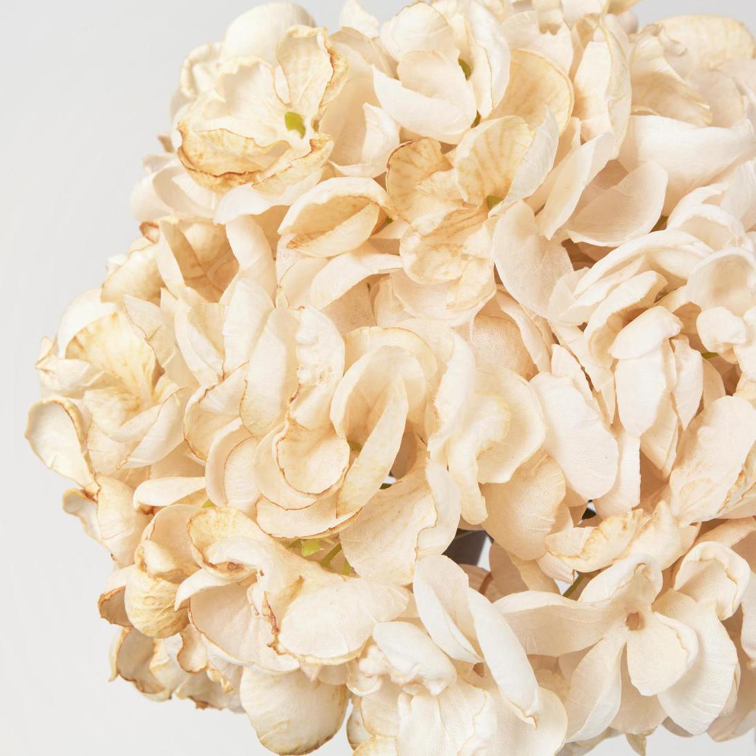 Dried Hydrangea Stem Cream