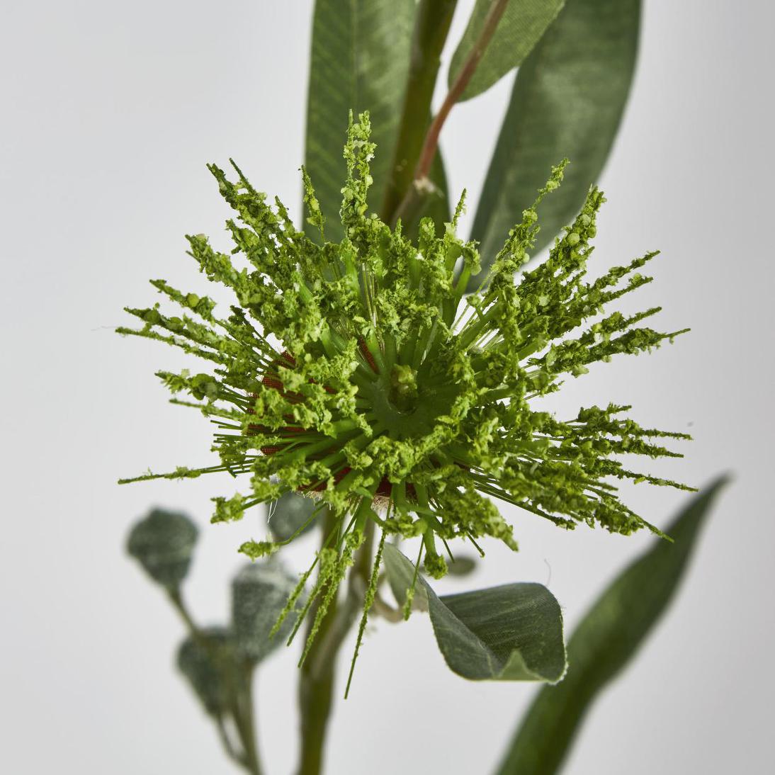 Flowering Eucalpytus Green