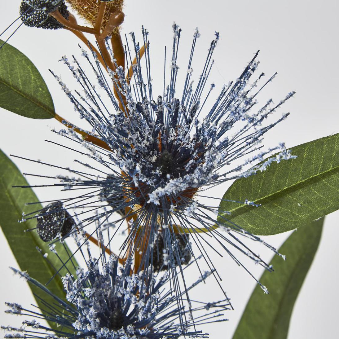 Flowering Eucalyptus Purple