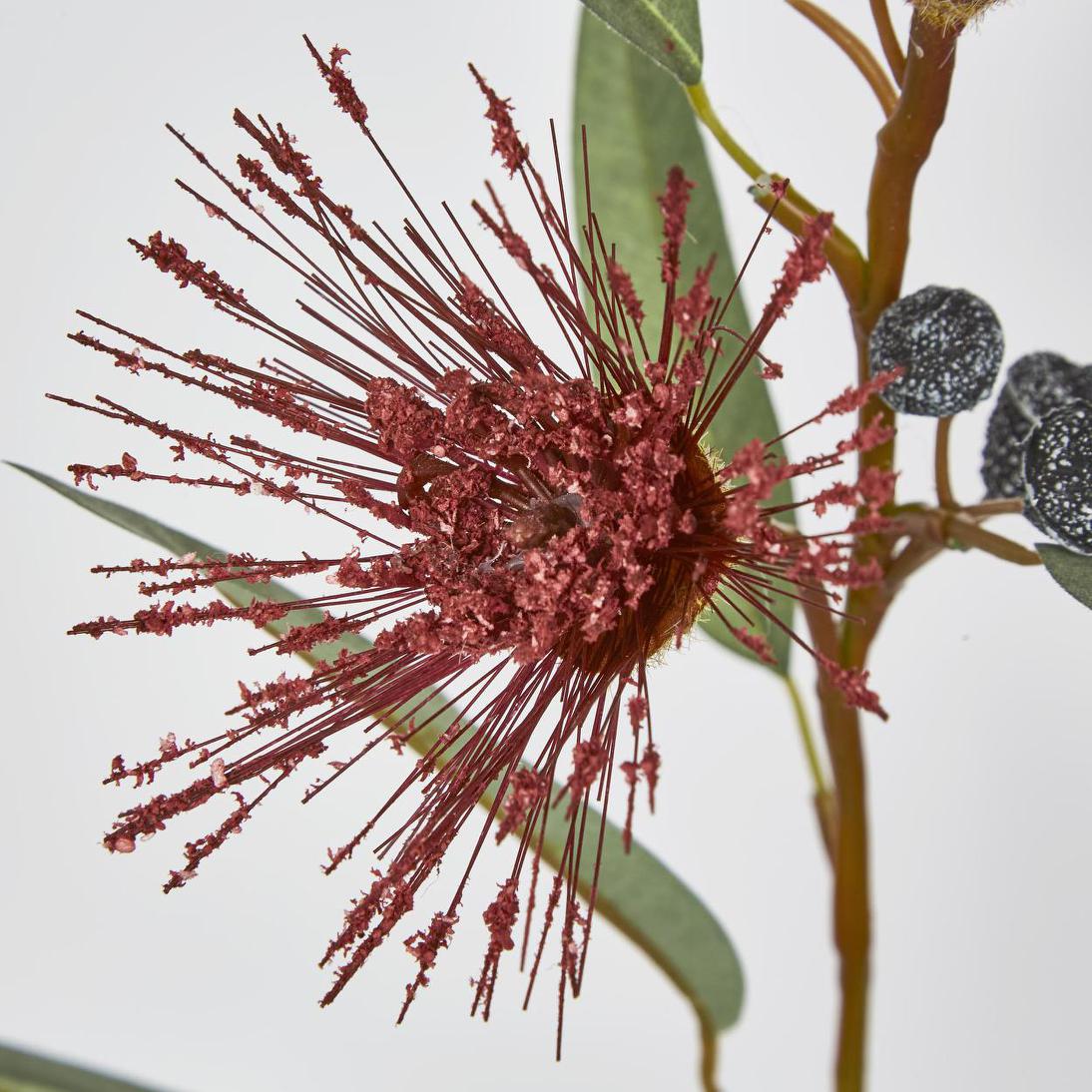 Flowering Eucalyptus Red