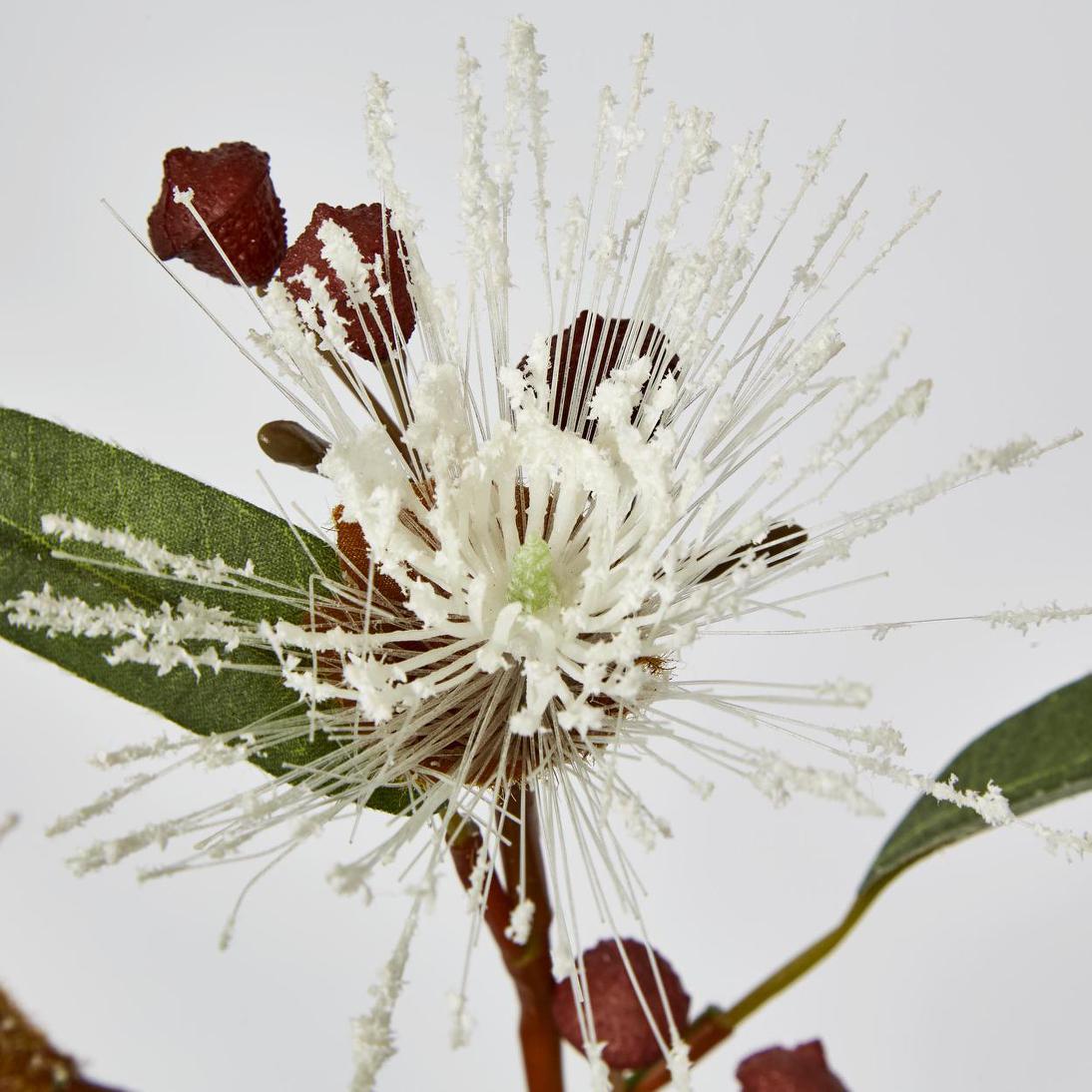 Flowering Eucalyptus White